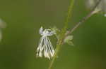 Waxyleaf meadow-rue